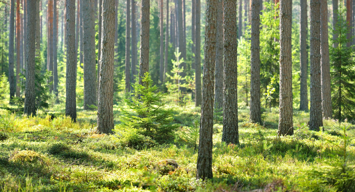 Metsämaisema