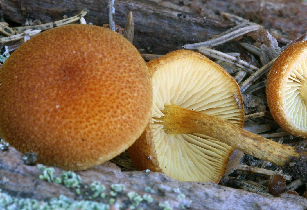 Isohietalakki