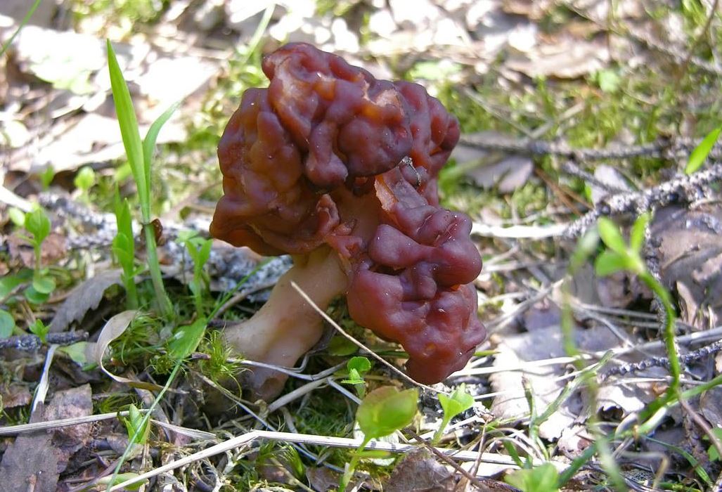 Korvasieni