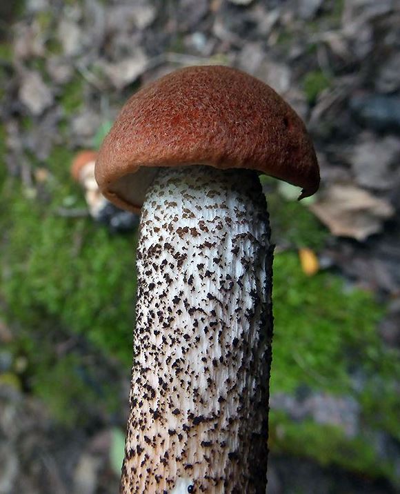 Lehtopunikkitatti