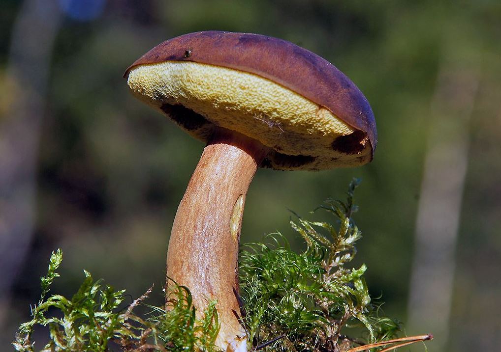 Ruskotatti