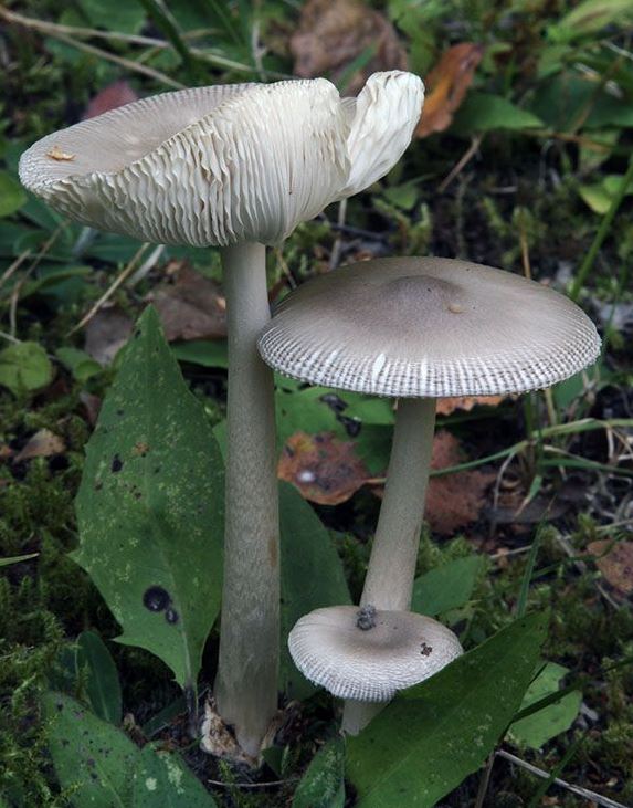 Harmaakärpässieni
