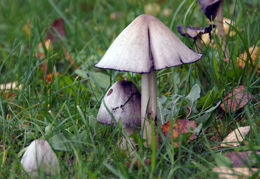 Harmaamustesieni